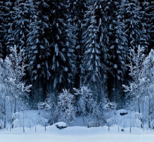 Black Forest - White Wood | Fotografie von Finkbeiner & Salm, Lambda-Fotodruck auf Alu-Dibond, limitierte Edition