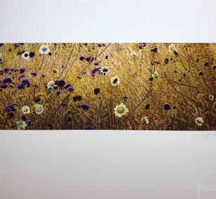 Kunstdruck "Korbbluetler" by Wiebers | Fineartprint Hahnemühle, Limitierung 10